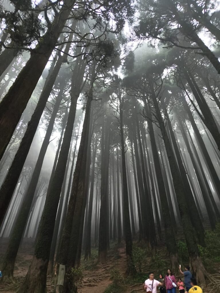 Darjeeling Itinerary, Lepcha Jagat Pine Viewpoint